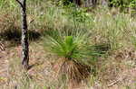 Longleaf pine